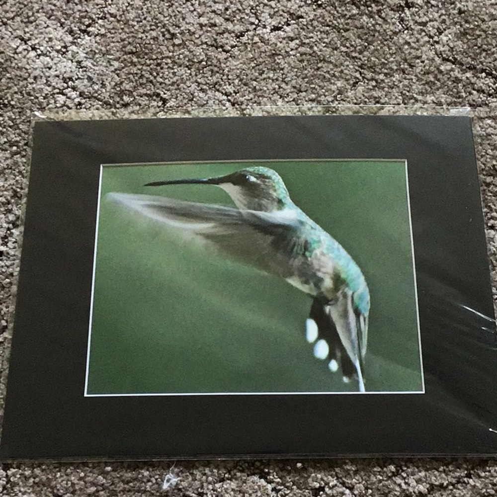 Hummingbird Picture